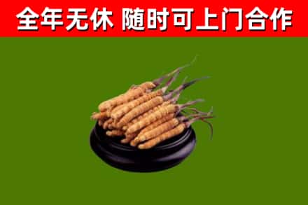 鄄城烟酒回收冬虫夏草.jpg
