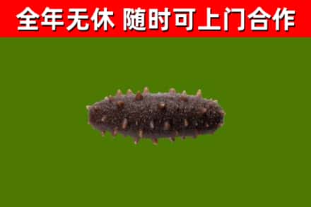 鄄城烟酒回收干海参.jpg